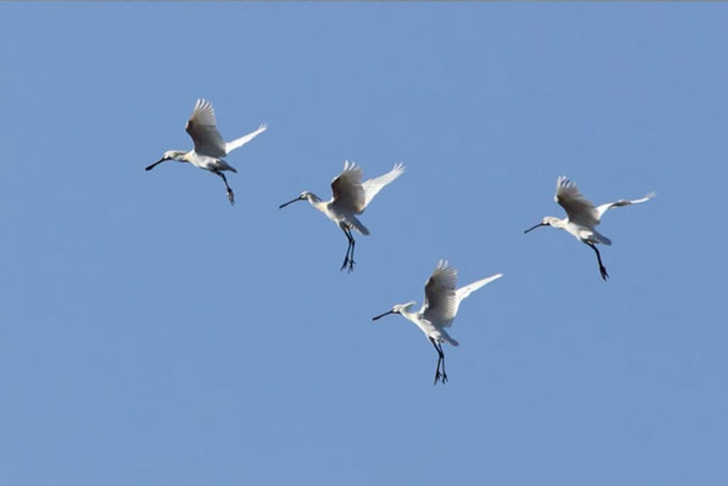 Vogelgriep (ollekebolleke)
